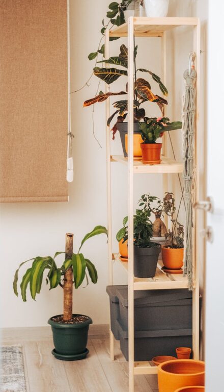 How to Refresh Your Home with Plants: Easy Tips for a Greener Space